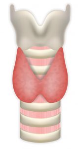 Anatomy Of Thyroid Gland With Trachea And Larynx. Medical Symbol Of Endocrinology System Or Hormone Secretion. EPS10 Vector Illustration.