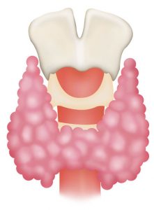 thyroid,illustration